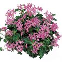 Afbeelding van Geranium Hang P12 Balcon ice dance